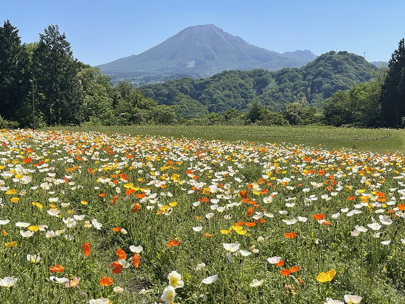 とっとり花回廊