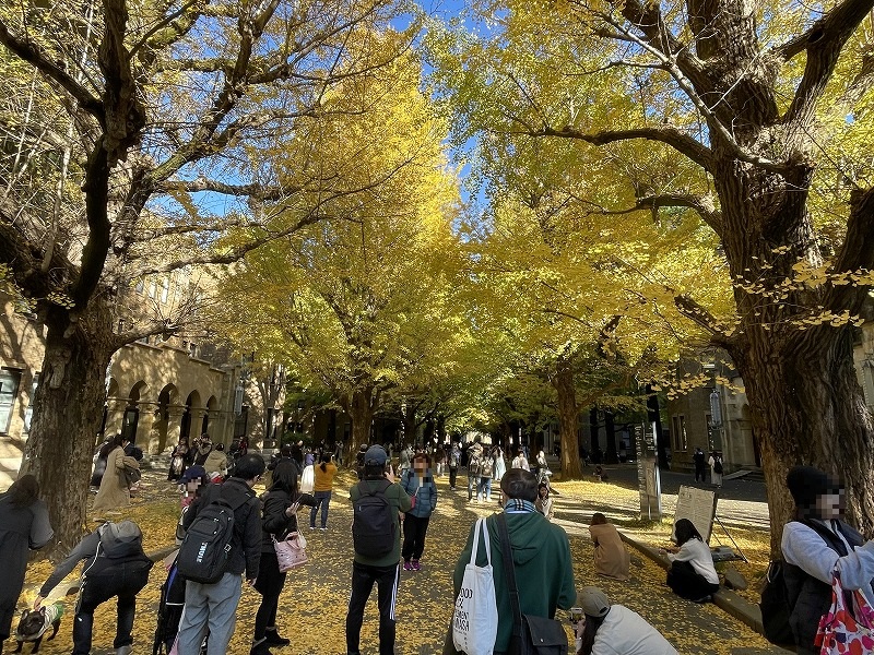 東京大学本郷キャンパス 銀杏並木