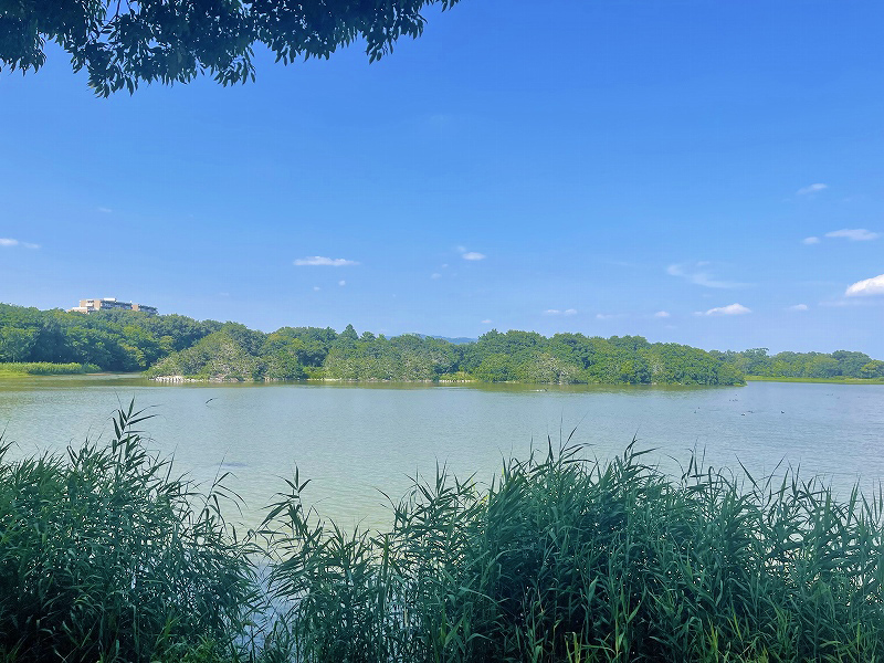 昆陽池公園