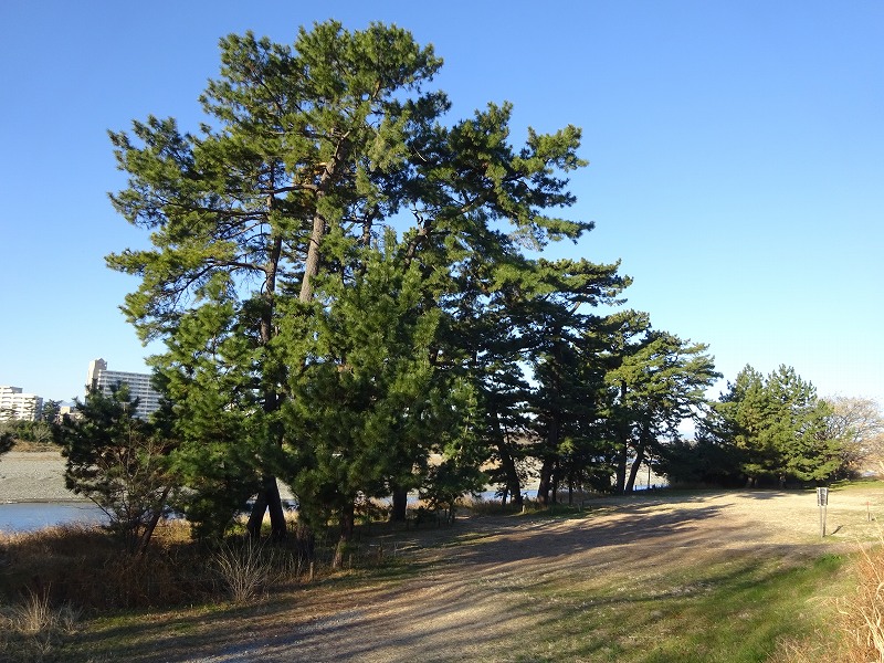 多摩川五本松