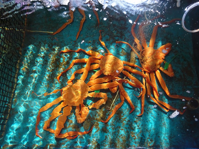 遊魚館