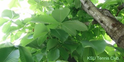 KSU PHOTO 1