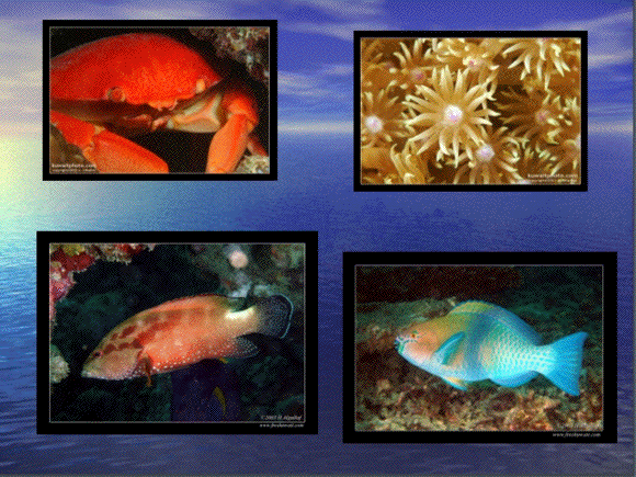 PowerPoint slide - fish