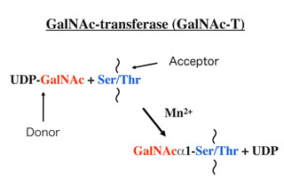 GalNAc-Tの触媒作用