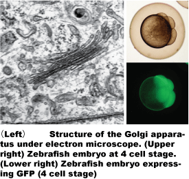 Golgi and zebrafish