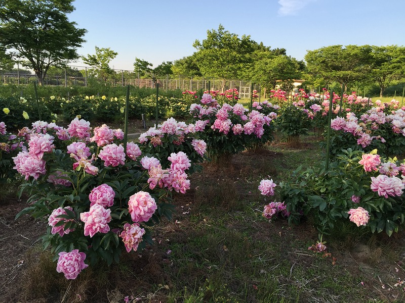 五泉市東公園