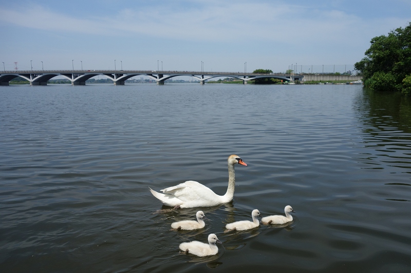 手賀大橋