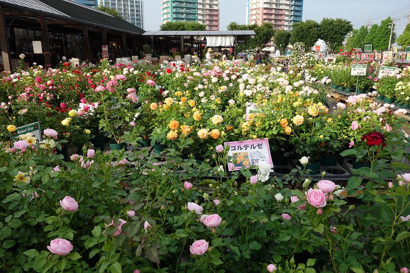 京成バラ園