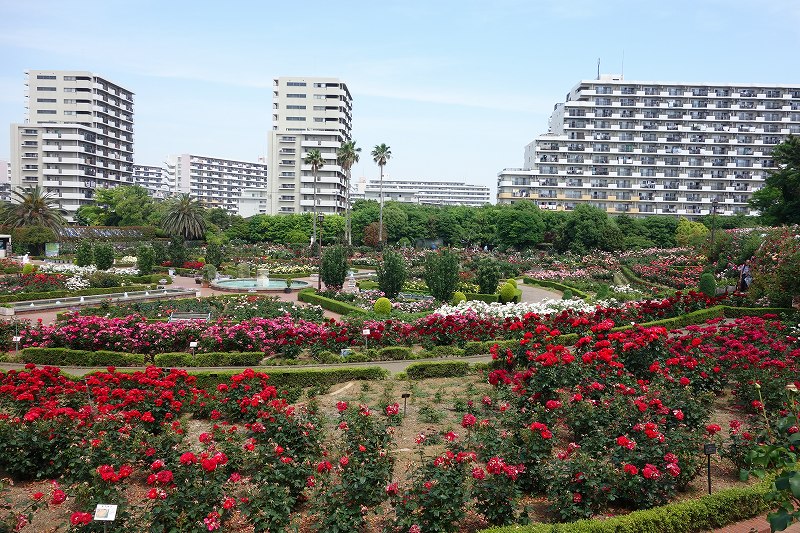 谷津バラ園