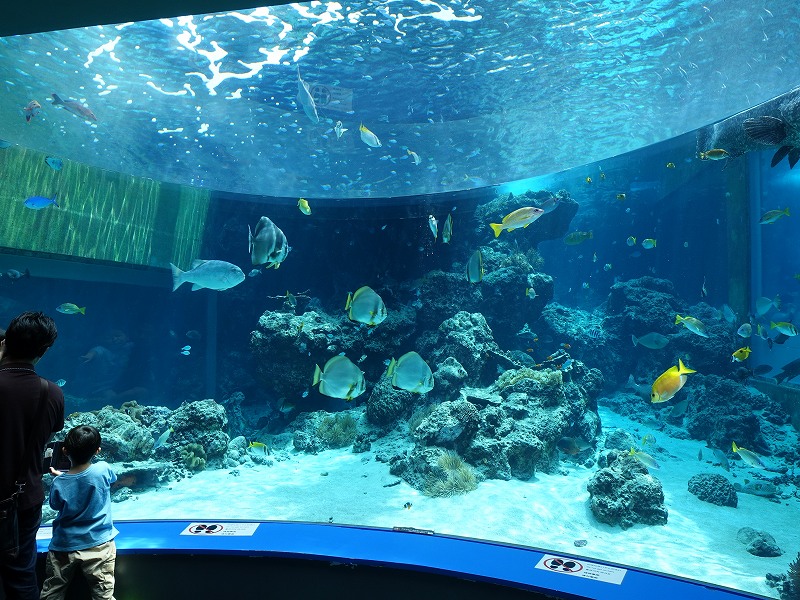 沖縄美ら海水族館　熱帯魚の海