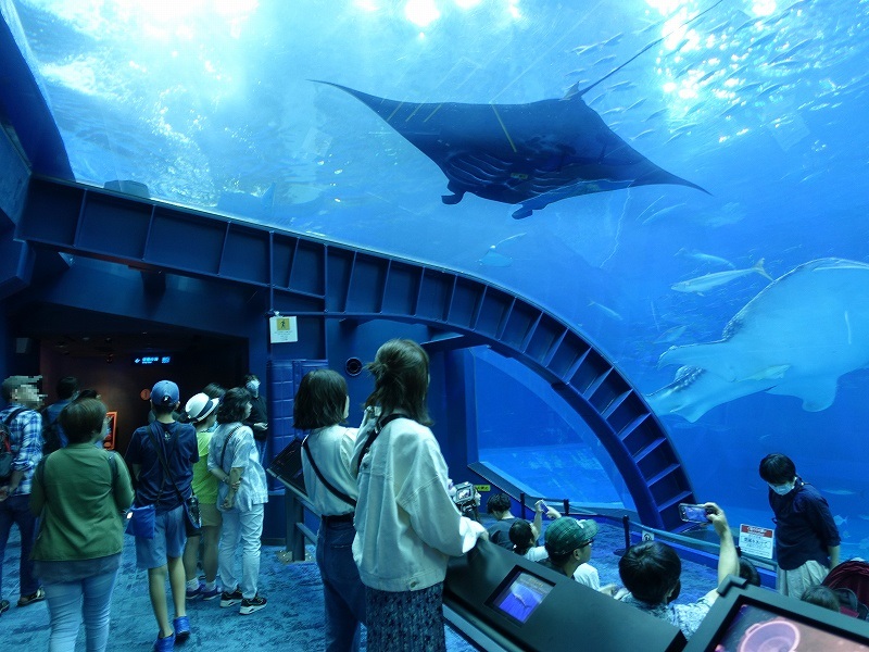 沖縄美ら海水族館　黒潮の海