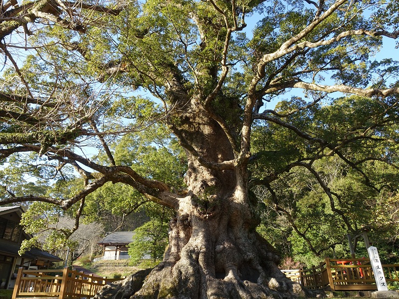 日本一の巨樹大クス