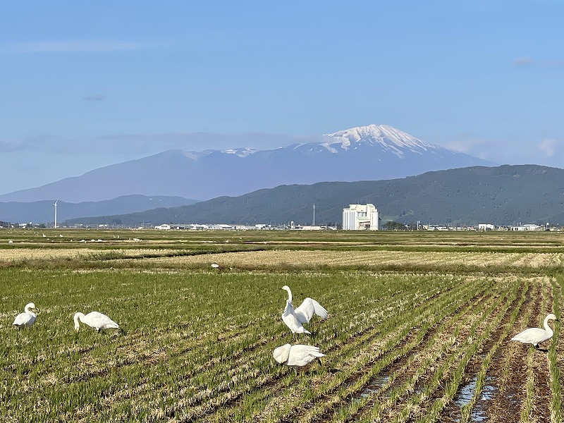 白鳥　鳥海山