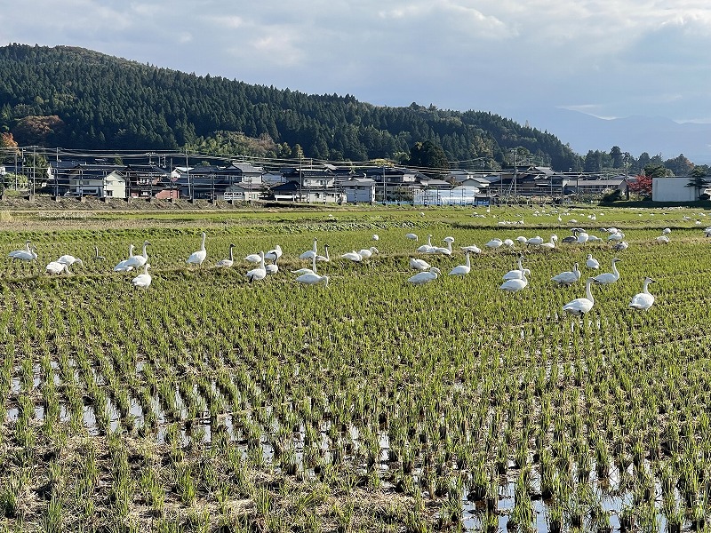 白鳥群