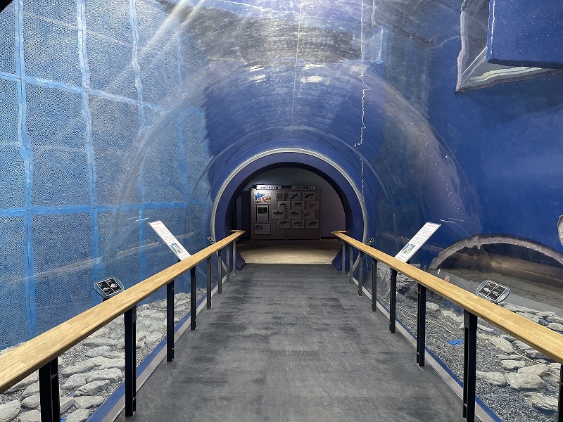 トンネル水槽