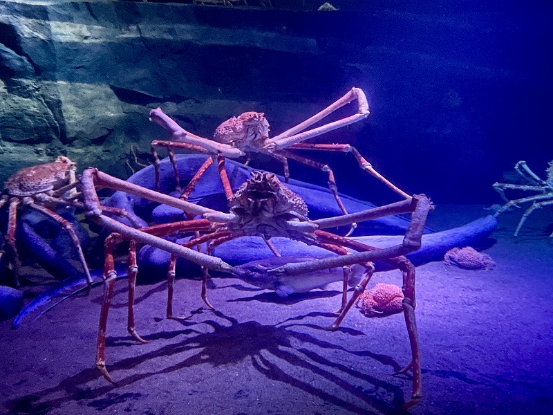 蒲郡市竹島水族館