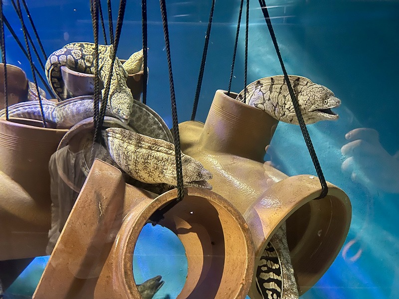 蒲郡市竹島水族館