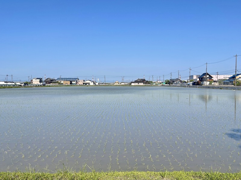 水田