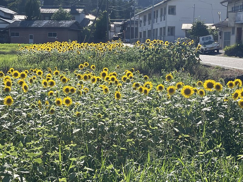 向日葵畑