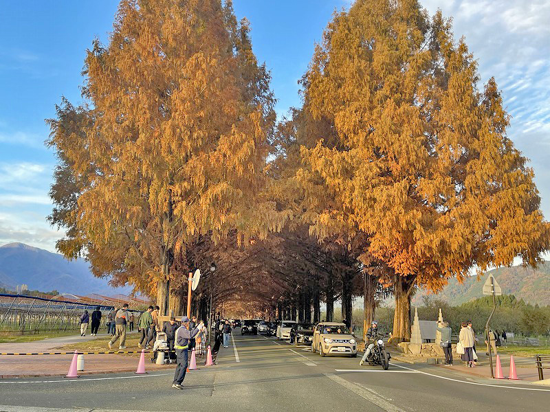 メタセコイア並木