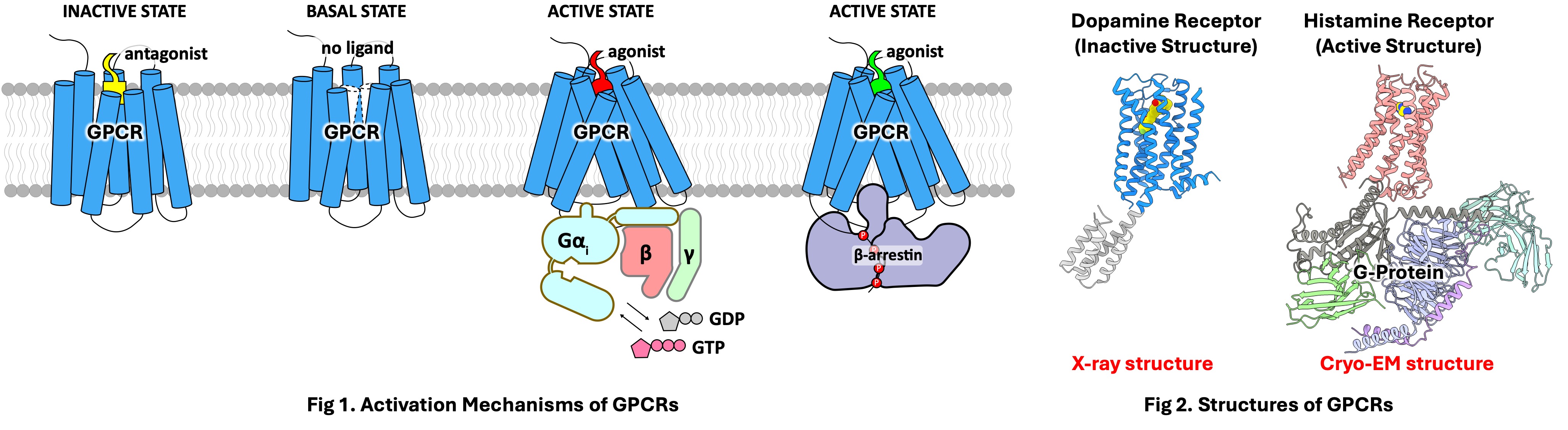 GPCR Activation Mechanisms and Structures