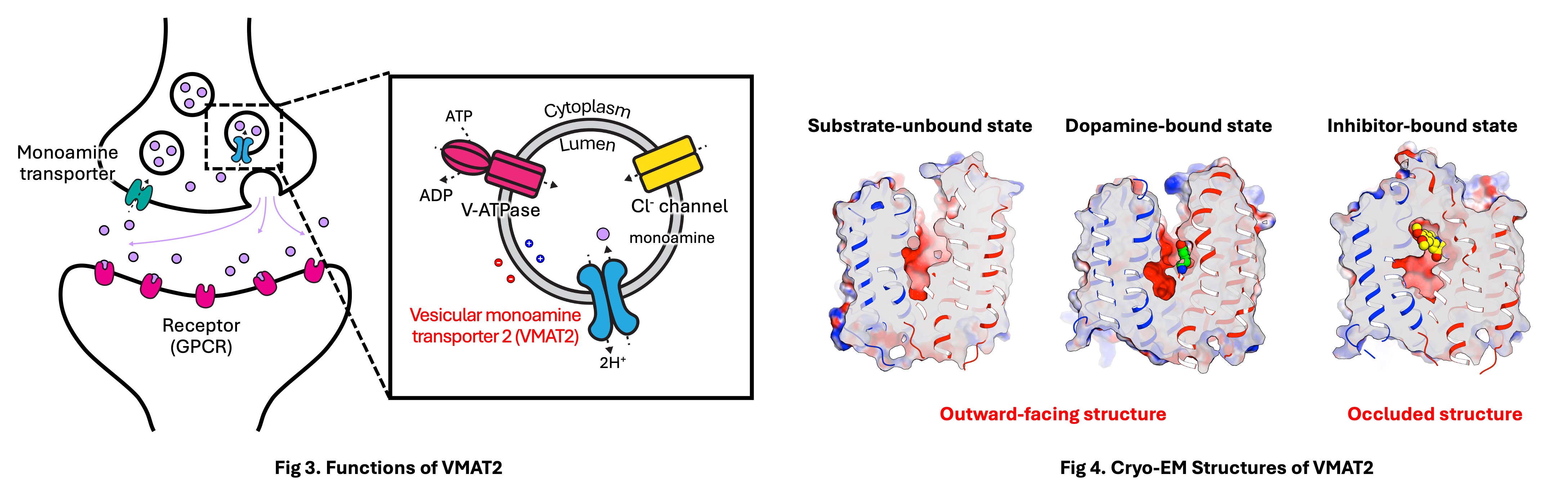 GPCR Activation Mechanisms and Structures