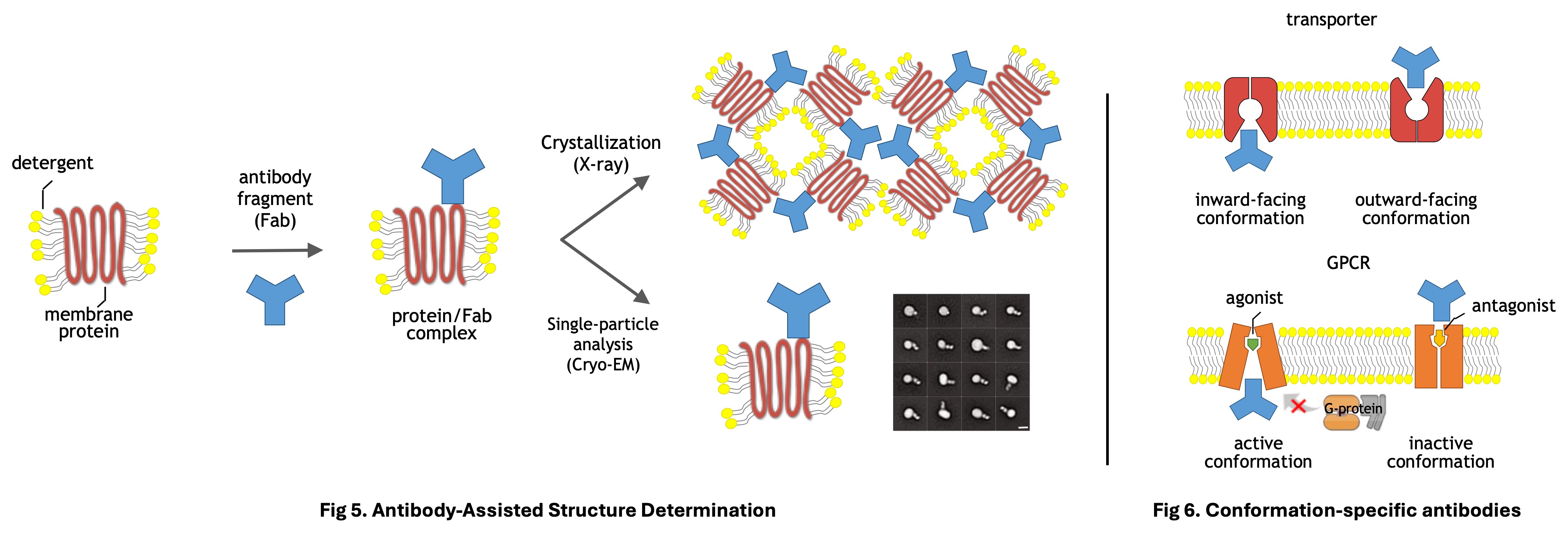 Antibody Platform