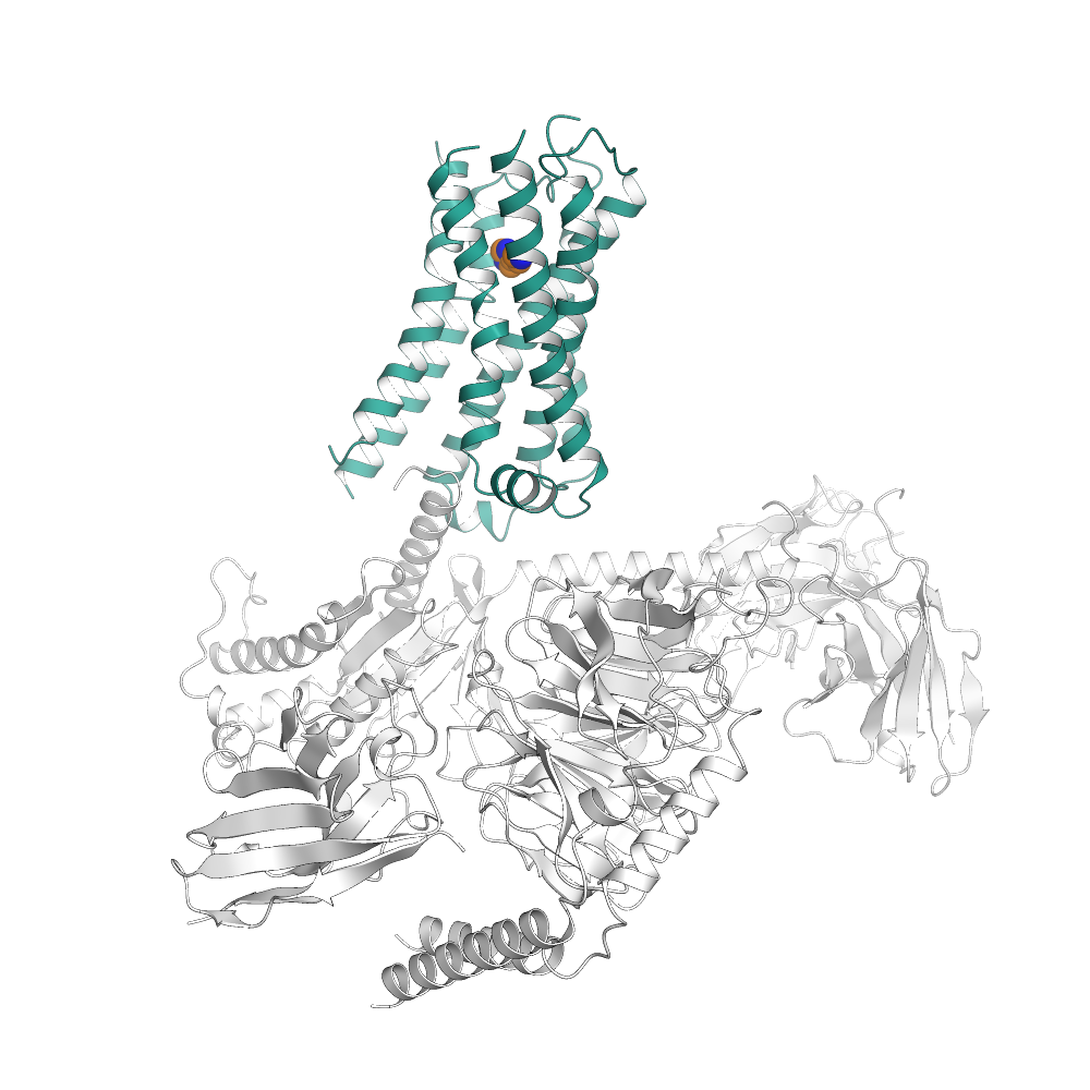 Human Histamine H4 Receptor Structure