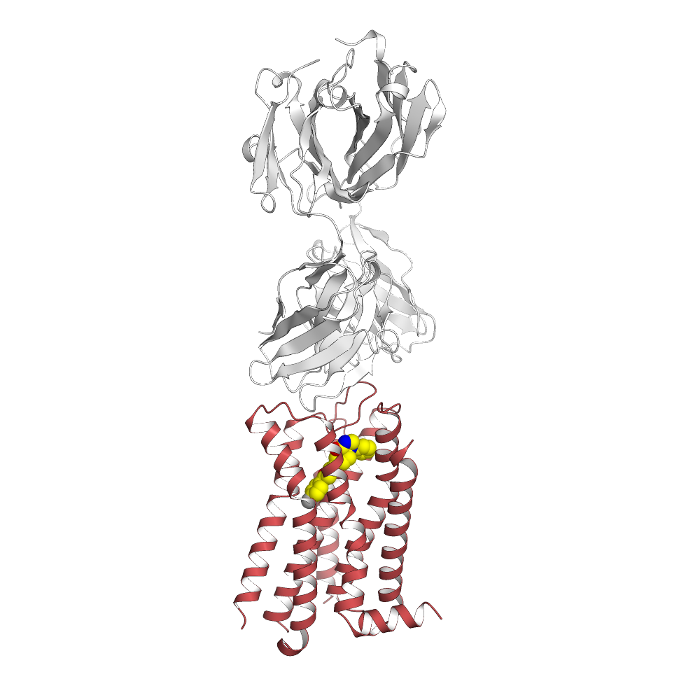 Human Dopamine D2 Receptor Structure