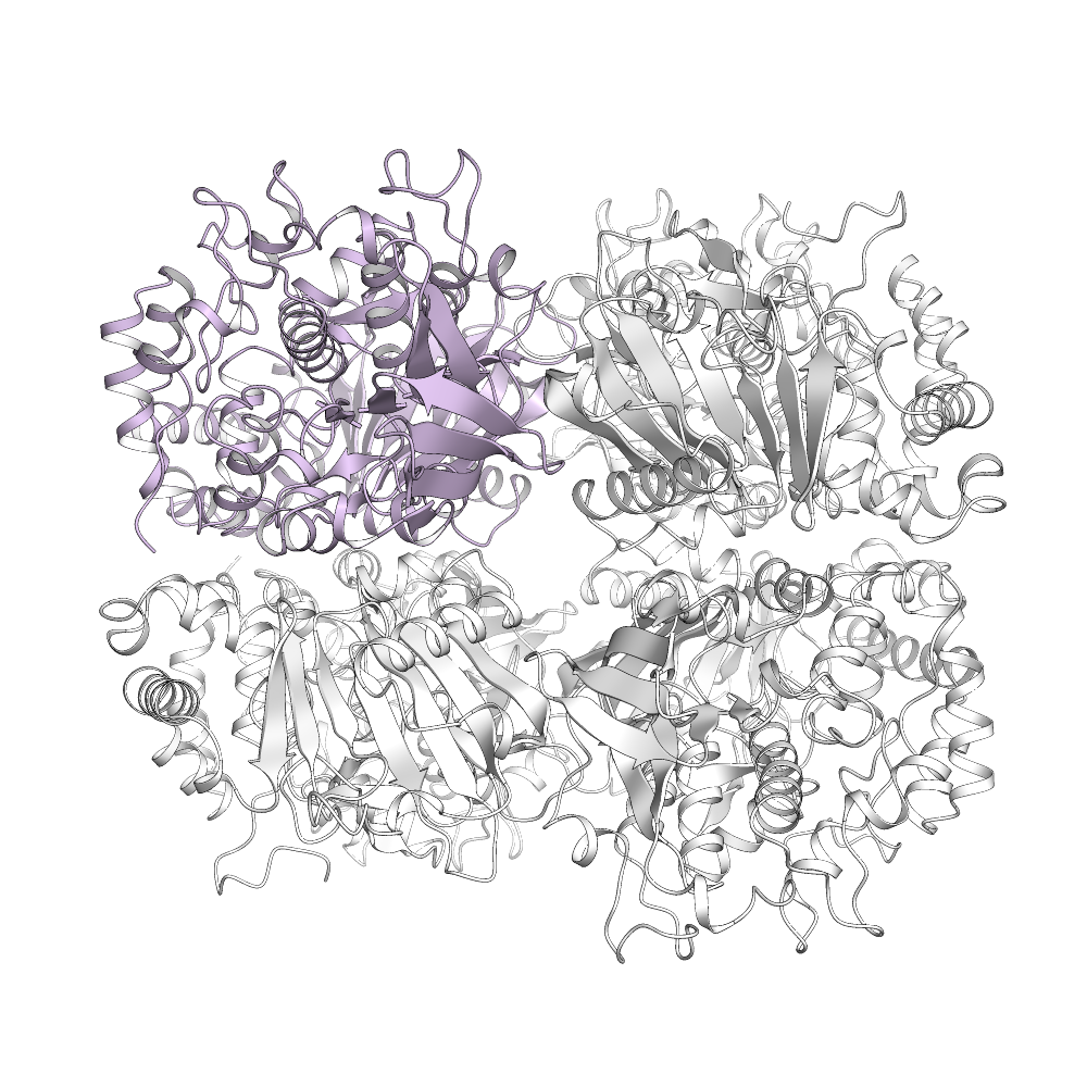 L-Amino Acid Oxidase Structure