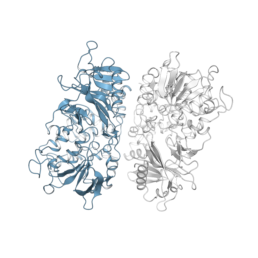 L-Amino Acid Oxidase Apo Structure