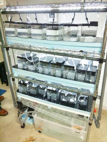 神経糖鎖生物学研究室 京都産業大学 Diy製作物 自作オーバーフロー集合水槽