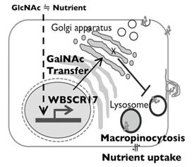 macropinocytosis