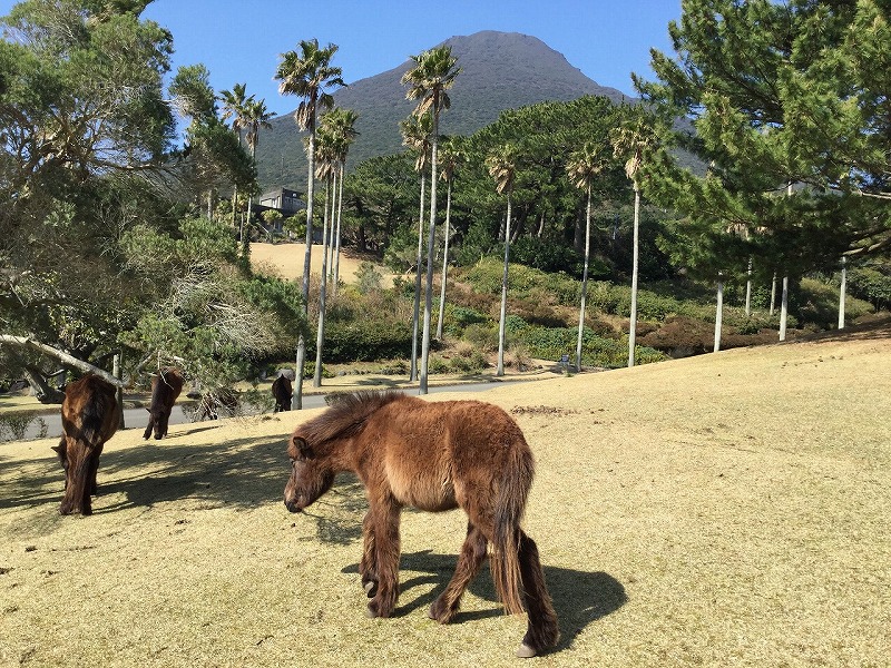 開聞岳 馬