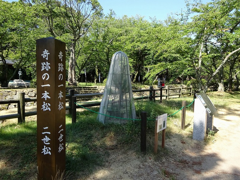 奇跡の一本松