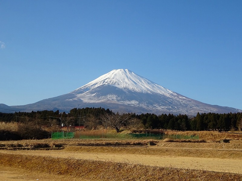 フジファーム