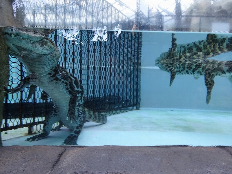 熱川バナナワニ園