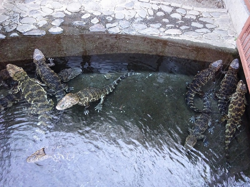 熱川バナナワニ園