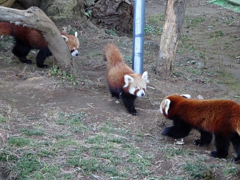 熱川バナナワニ園