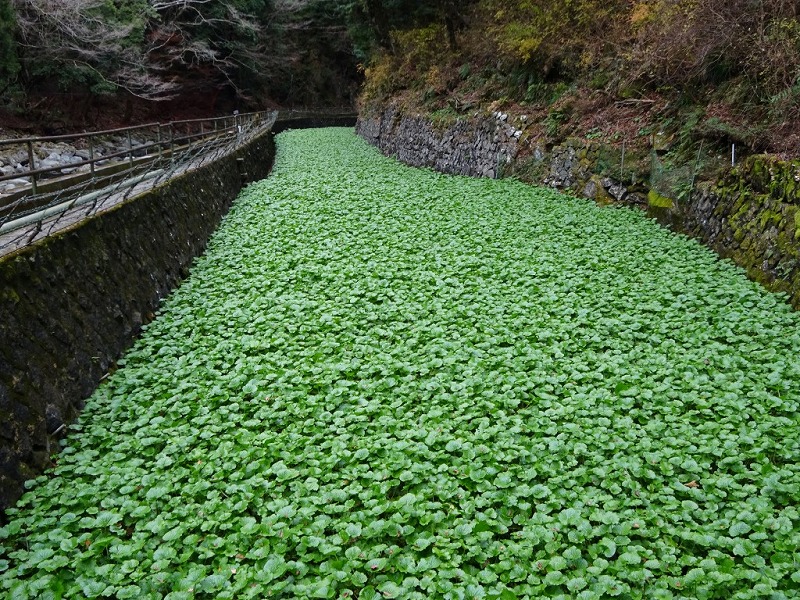 わさび沢