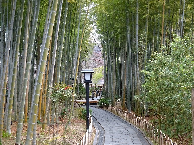 竹林の小径