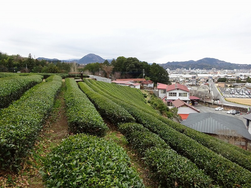 茶畑