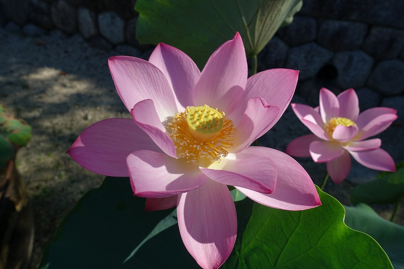 専修寺 蓮