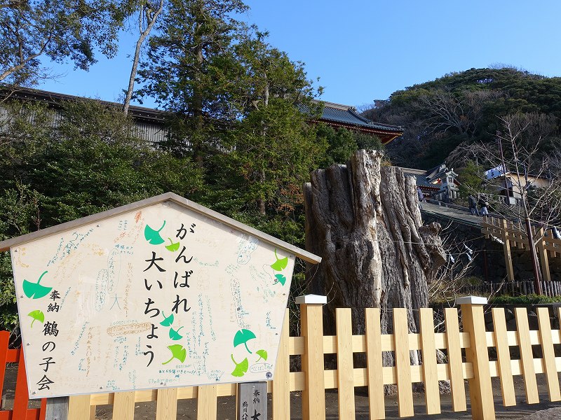 鶴岡八幡宮大銀杏