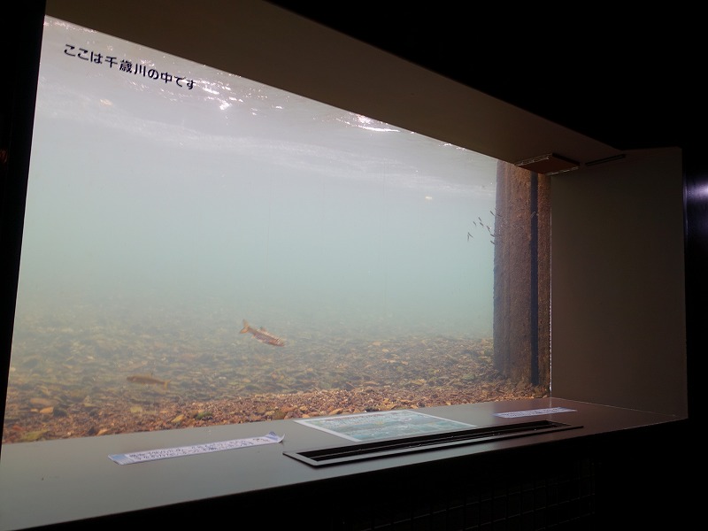 サケのふるさと千歳水族館 千歳川