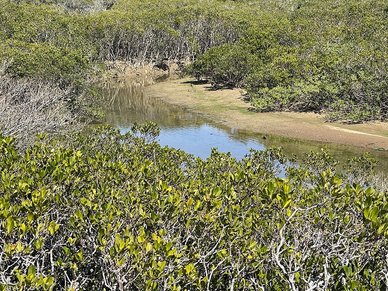 阿嶽川マングローブ林群生地