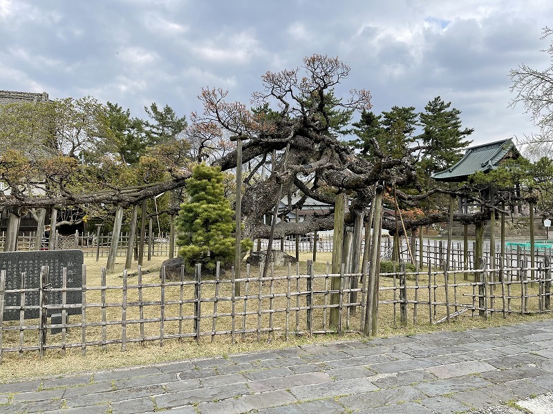 大光院 臥龍松