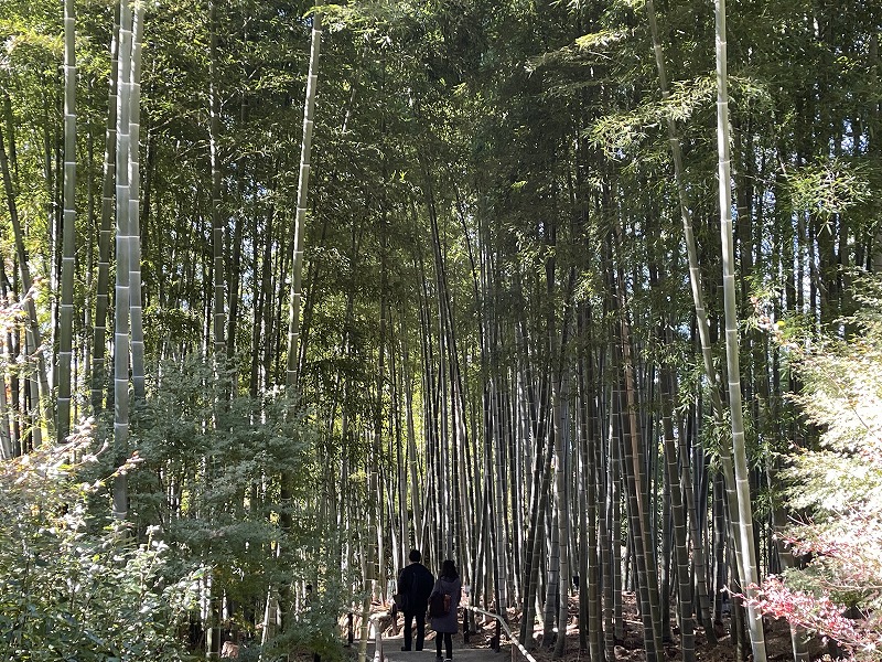 高台寺 竹林