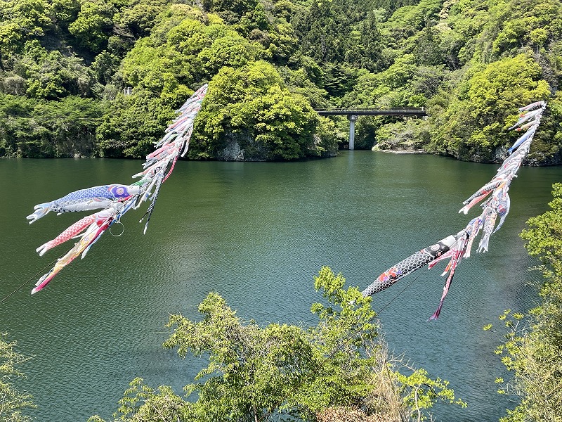 行入ダム 鯉のぼり