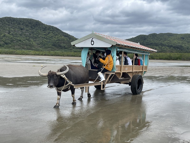 水牛車 由布島